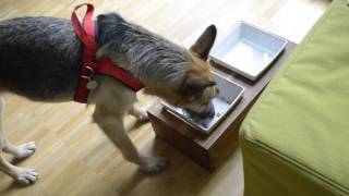 Hundefutter im Test BioNassfutter von quotWildsternequot [upl. by Ttirrej]