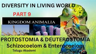 Diversity in living world part9 kingdomanimalia kingdom schizocoelom protostomia deuterostomia [upl. by Anuala]