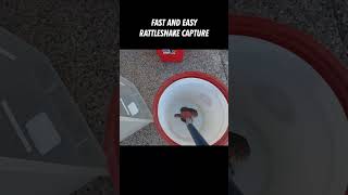 Rattlesnake Capture Fast and Easy [upl. by Vicky]