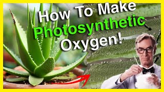 🍃How Make OXYGEN From Photosynthesis [upl. by Aimerej442]