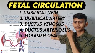 Fetal Circulation in Hindi  Fetal Circulation Nursing Lecture  Fetal Circulation Anatomy fetal [upl. by Alset]