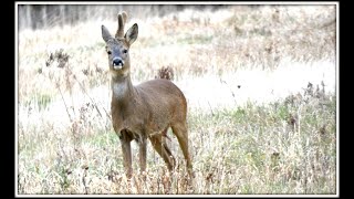 Balade Bois Montigny en Ostrevent n°58 [upl. by Kendyl]