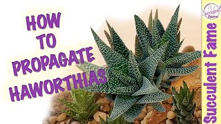 HOW TO PROPAGATE HAWORTHIA SUCCULENTS With Updates [upl. by Amand]