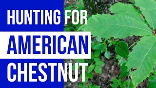 Hunting for American Chestnut [upl. by Halyhs]