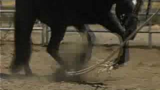 04 How to Hobble a Young Horse pt1 [upl. by Eicyac]