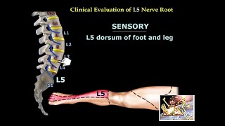 Neurological Evaluation Of The Lumbar Nerve Roots  Everything You Need To Know  Dr Nabil Ebraheim [upl. by Yelsgnik382]