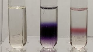 Molischs Test for Carbohydrates 20 [upl. by Hereld]