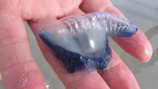 Blue bottle jellyfish DONT PICK UP read description for info [upl. by Tiga]