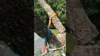 Pruning Tree Limbs Over a House with Ziplines [upl. by Cope769]