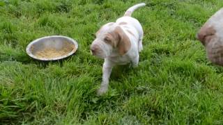 DSC 3566 bracco italiano puppy 3 [upl. by Fredenburg]