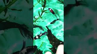 Adding my 🐠🐠🥰 New female bettas to the community tank shortvideo shortsfeed bettafish shorts [upl. by Tullusus]