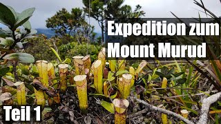 117 Nepenthes auf Borneo botanische Vielfalt auf dem Mount Murud [upl. by Shiverick136]