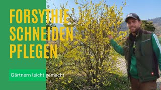 Forsythie schneiden lernen 🌻 Richtig Forysthien zurückschneiden [upl. by Imre]