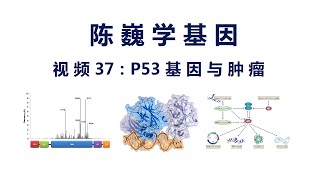 【陈巍学基因】视频37：P53基因与肿瘤 [upl. by Akissej]