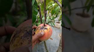 Tabulampot CangSu Rajin Buah bonsai fruit buah kebunmangga panenmangga [upl. by Nothgierc]