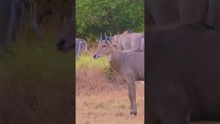 Nilgai ka Jhund newsong song music punjabisong jungleinside wildlife love nilgaijumping [upl. by Nosrak499]