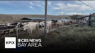 North Bay ranchers now worry about avian flu spreading to their cattle [upl. by Rollins202]