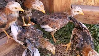 1 months old whitehackle chicks [upl. by Tterb]