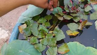 Water Caltrop  सिंघाड़ा  Plantation  Essentials Of Life  09 November 2017 [upl. by Eniamrehs]