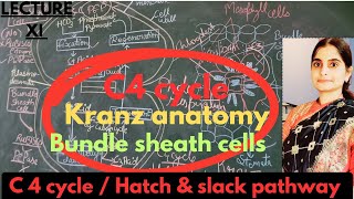 C4 pathway Hatch amp slack pathway kranz  bundle sheath cells XI biology most easy explanationNEET [upl. by Liponis871]