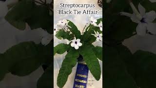 Streptocarpus ‘Black Tie Affair’ streptocarpus gesneriaceae gesneriad indorplants flowers [upl. by Winnie]