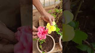 hibiscus flower plant Cross pollination floweringplant garden [upl. by Irme]