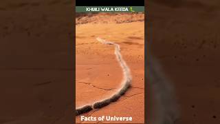 Browntail moth caterpillar shorts facts [upl. by Arahc]