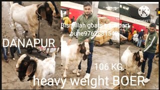 BIG SIZE boer goat 106 KG [upl. by Bryon]