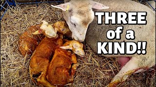 7 DAYS OF LAMBING DAY FOUR 109 LAMBS in 4 DAYS😱  Vlog 350 [upl. by Peednas]