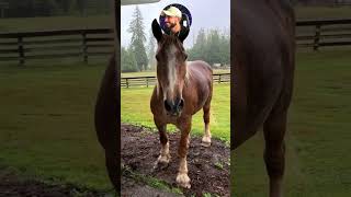 this horse was so happy to see his owner [upl. by Annekcm]