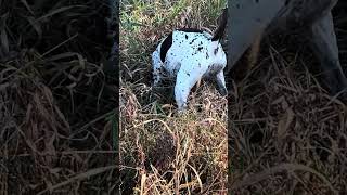 A perfect point and a flushing rooster pheasant pheasant uplandhunting germanshorthairedpointer [upl. by Briscoe]