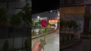 fleuriste flowers الأغواط ورد laghouatalgerie اكسبلور bouquet [upl. by Syman]