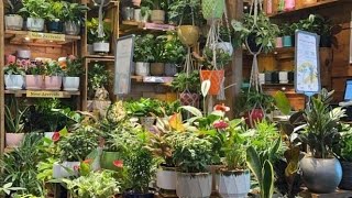 Ideas Innovadoras de Decoración con Plantas Lo Último en Estilo [upl. by Domella289]