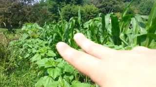 quot4 Sisters Gardenquot  Growing Corn Squash Beans and Sunflowers Together  Native American Farming [upl. by Ninel630]