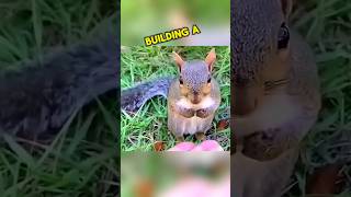 Building a new home while rescuing a pregnant squirrel 🫣😱 heartwarming homeless animalrescue [upl. by Patt361]