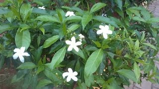 part 1  how to grow chandni tree from cutting how to grow Tabernaemontana divaricata tree [upl. by Leafar414]