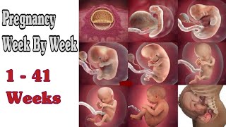 Pregnancy Week By Week  1  41 Weeks Fetal Developments [upl. by Einahets]