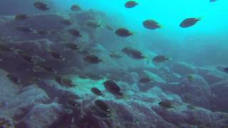 Scuba Diving at Eaves Ravine Currarong Jervis Bay GOPRO HERO3 April 2013 [upl. by Most659]