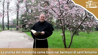 La pianta del mandorlo come GesÃ¹ nei Sermoni di santAntonio [upl. by Ayeka558]