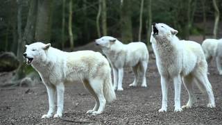 Howling Wolves [upl. by Nocam676]