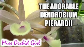 Dendrobium pierardii aphyllum cucullatum  one adorable little orchid [upl. by Ailegave]