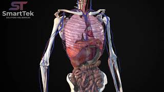 Full Virtual 3D Human Body Anatomy [upl. by Neelyar]