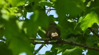 Yellowbilled Cuckoo [upl. by Ahcsim]