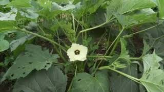 mosaic virus disease in agriculture [upl. by Conias]