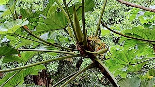 Chasing the tasty Gummy Worm Fruit Cecropia peltata [upl. by Aicilic]