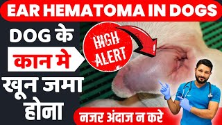 Ear Hematoma  Aural Hematoma  in Dogs Causes  Treatment  at Home Ear infection in Hindi [upl. by Yadahs994]