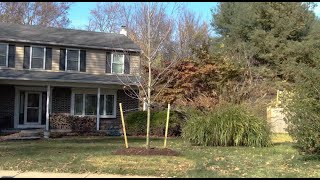 Professional Tree Delivery amp Installation—from Holly Days Nursery [upl. by Alaunnoif]