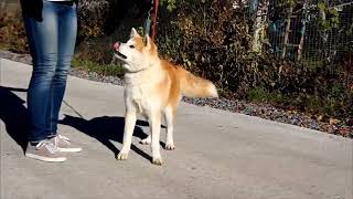 Charming Akita Inu Puppy Saimon [upl. by Tarah]