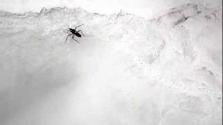 Water Strider in Slow Motion [upl. by Nico]