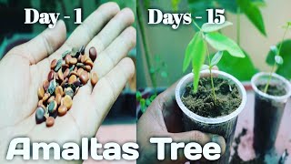 How to grow Amaltas Tree  golden Shower from Seed With Update अमलतास के पेड को बीज से कैसे उगाये [upl. by Ecam]